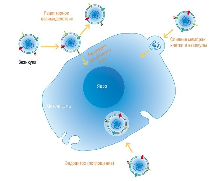 Как и источники нуклеиновых кислот, пути проникновения нуклеиновых кислот в клетки также различаются. Везикулярные частицы (пузырьки), содержащие нуклеиновые кислоты, способны взаимодействовать с клетками-мишенями различными способами. В некоторых случаях происходит перенос нуклеиновых кислот из везикулы в клетку, в ходе других дело ограничивается взаимодействием белковых рецепторов на мембранах везикулы и клетки. В последнем случае дальнейшие эффекты обусловливаются типом задействованного рецептора