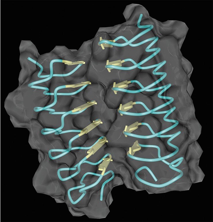 Так выглядит построенная в программе UGENE 3D-структура антифризного белка, который, встраиваясь в кристаллическую решетку льда, препятствует росту ледяных кристаллов в клетках арктических животных. Реконструкция по данным: (Howard et al., 2011)