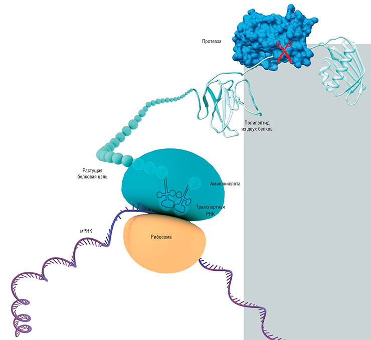В геноме вирусов закодированы несколько белков, поэтому при их синтезе (трансляции) возможны два варианта: каждый белок синтезируется изолировано от других на отдельных матричных РНК либо сначала образуется один большой полипептид-предшественник, который в дальнейшем «нарезается» на отдельные функциональные белки с помощью протеаз. Среди ДНК-содержащих вирусов доминирует первый способ, некоторые РНК-содержащие используют второй метод, а часть вирусов – сразу оба этих механизма