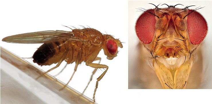 Плодовая мушка Drosophila melanogaster была первым организмом, у которого обнаружили гены, регулирующие циркадные ритмы. Image credit: https://www.flickr.com/photos/fotoopa_hs/23129282691/ и https://www.flickr.com/photos/toni_zdm/21931985633/