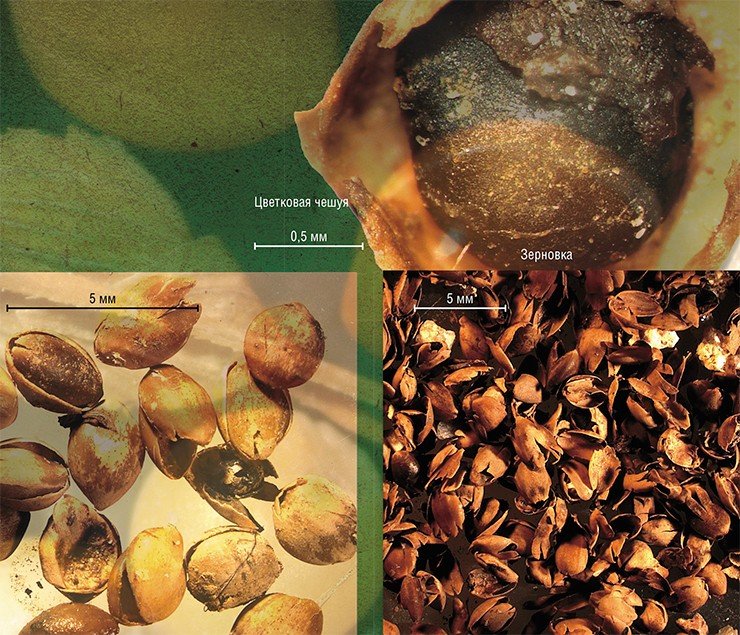 Археологический материал из ноин-улинских курганов хунну: справа – зерновка проса из кургана 31; слева – отмытые и просушенные зерновки проса из кургана 22