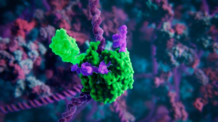 Молекулярный комплекс инактивированного Cas9, слитого с зеленым флуоресцентным белком. Такой комплекс работает в качестве флуоресцентной метки заданного участка генома и позволяет при помощи микроскопа увидеть, где в ядре находится искомая последовательность ДНК. Иллюстрация от Visual Science и Сколтеха