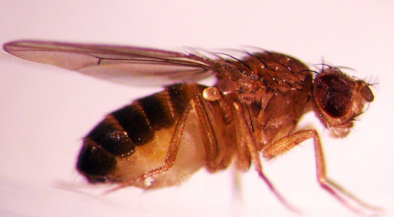Плодовая мушка Drosophila melanogaster была первым организмом, у которого обнаружили гены, регулирующие циркадные ритмы. Фото предоставлено Университетом штата Орегон