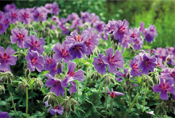 Iberan geranium (Geranium ibericum Cav.), a native of alpine and subalpine belts of the Caucasus mountains, is considered to be one of the most ornamental wild species of geranium. It has been cultivated since 1802