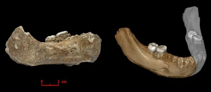 Правая половина нижней челюсти древнего гоминина, найденная в 1980 г. в пещере Байшия (слева), и ее реконструкция (справа)