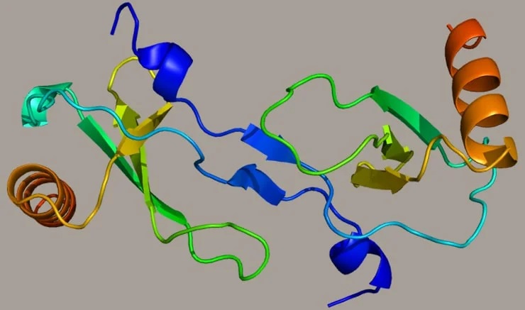 Структура белка CCL2