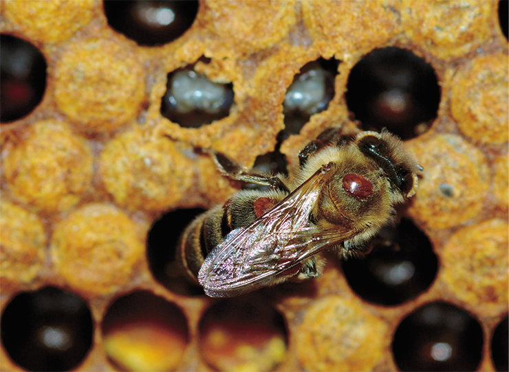 Взрослая особь клеща на теле пчелы. © Agroscope, Vincent Dietemann