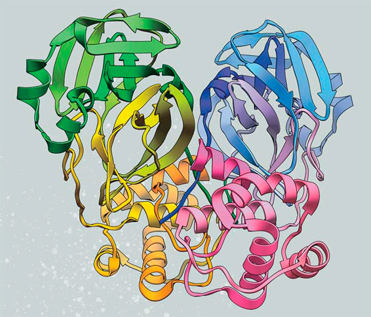 Модель молекулы главной протеазы SARS-Cov (англ., в сокращенной форме – Mpro), необходимой для воспроизводства коронавируса. Этот фермент, расщепляющий пептиды, во многом похож на хорошо изученный химотрипсин млекопитающих