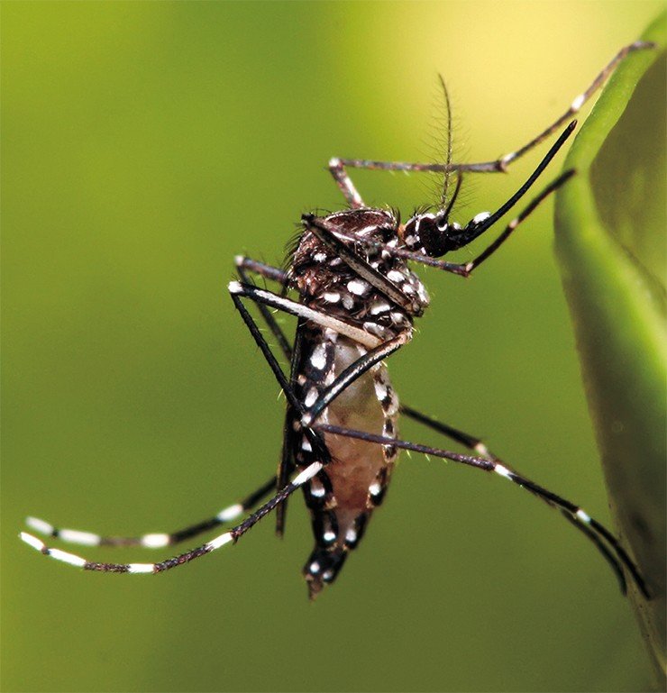 Комары рода Aedes – основной переносчик вируса Зика. © Creative Commons