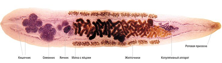 Внешне наш герой, Opisthorchis felineus, выглядит достаточно бледно. Взрослый червь, плоский и почти прозрачный, достигает в длину 1 см. Живет около 10—12 лет, ежегодно продуцируя до полумиллиона яиц. Фото В. Гуляева