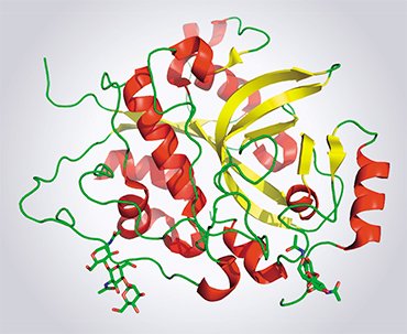 This structure of the trypanosome protein cathepsin D was determined with the help of an X-ray laser. The data recording took a few nanoseconds, while the construction of the structural model takes several weeks. The secondary structure elements of the protein are color-coded: α-helices are red and β-sheets, yellow. The image was drawn by D. Zharkov with the PyMol program using 4HWY structure, deposited in the Protein Data Bank (Redecke et al., 2012)
