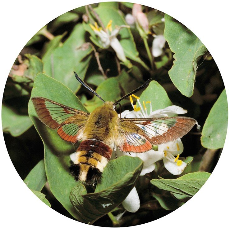 Шмелевидка жимолостная (Hemaris fuciformis) из семейства бражников (Sphingidae) в самом деле похожа на шмеля. Эта бабочка, как и все бражники, не садится на цветок, а парит над ним в воздухе как колибри, на лету высасывая хоботком сладкий нектар