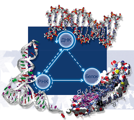 «Центральная догма» молекулярной биологии гласит: генетическая информация, записанная в виде последовательности оснований ДНК, определяет последовательность оснований дочернего полимера – РНК, а та – последовательность аминокислот в белковой цепи. Прямые линии означают перенос информации, а круговые – воспроизведение молекул. Сплошные линии – процессы обычные, а штриховые – редкие для живых систем. Обратите внимание: перенос информации возможен только от ДНК к белкам, но не в обратном направлении. Фактически «центральная догма» – современный (молекулярный) аналог принципа А. Вейсмана о ненаследовании приобретенных признаков (по: Crick H. F. C., 1958)