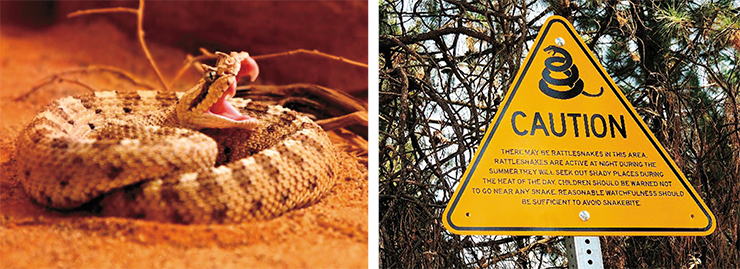 Ямкоголовые гадюки, или гремучники – одни из самых широко распространенных ядовитых змей североамериканского континента. © Adam Baker и rulenumberone2