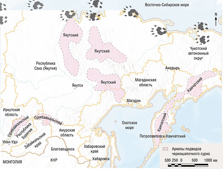 У черношапочного сурка выделяют три четко обособленных подвида: камчатский, якутский и прибайкальский. Карта создана с использованием приложения ArcGIS Pro 