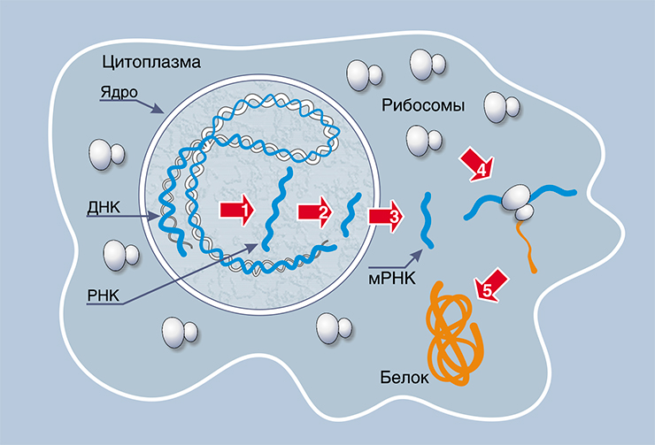 Молекулы РНК выполняют ключевые функции в ходе биосинтеза белка. При «включении» гена происходит локальное расплетение спирали ДНК. Затем с гена, кодирующего белковую молекулу, синтезируется его РНК-копия. После ряда «превращений» она становится матричной РНК, т. е. матрицей для синтеза белка. мРНК переносится из ядра клетки в цитоплазму, где связывается с рибосомами, на которых и «производится» белок. Он синтезируется из активированных аминокислот, присоединенных к специальным транспортным РНК