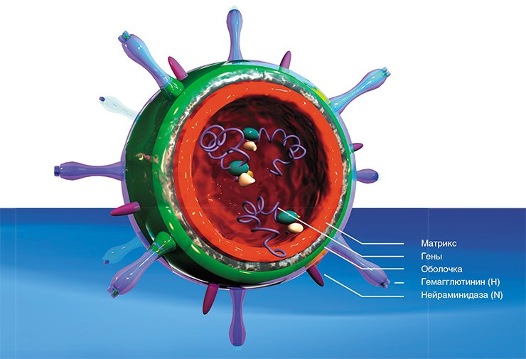 Вирионы вируса гриппа по большей части представляют собой сферы размером 60—120 нм. На поверхности двухслойной оболочки выступают радиально расположенные «шипики» гликопротеинов: гемагглютинина (НА) и нейраминидазы (NA). Внутри сферы находится наследственный материал вируса – восемь фрагментов свернутой в кольцо одно-цепочечной РНК, защищенной матричным и нуклеокапсидным белками