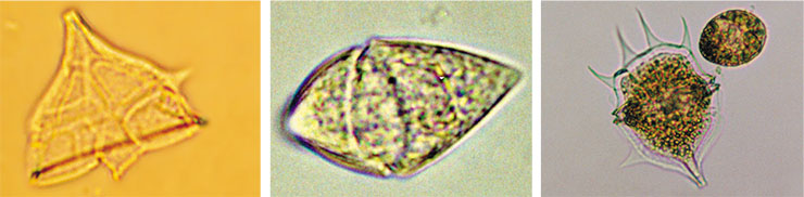 Эндемичные динофитовые водоросли родов Gymnodinium и Peridinium под микроскопом