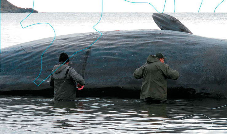 Only necropsy of the dead whale can yield the necessary information about the life, and more importantly, death of this marine mammal