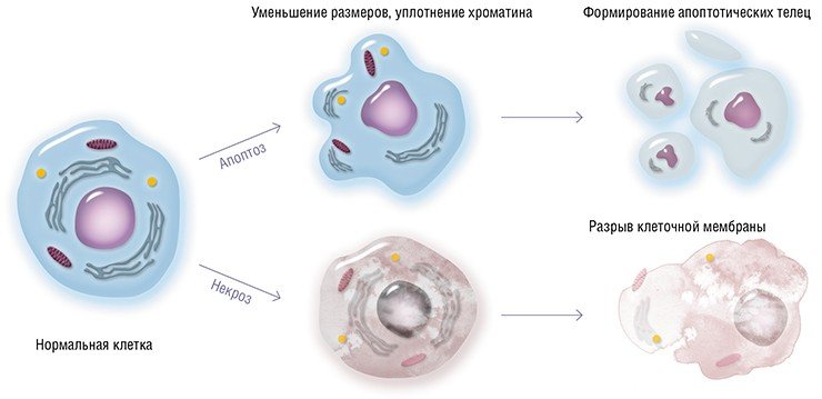 При апоптозе происходят необратимые изменения клеточной морфологии. Клетка уменьшается и фрагментируется на апоптотические тельца, при этом клеточная мембрана остается неповрежденной. Это предотвращает вытекание токсических и иммуногенных веществ в межклеточное пространство в то время, когда она поглощается и переваривается специализированными клетками (макрофагами). В случае же альтернативного (патологического) типа клеточной смерти – некроза, клетка распухает, мембрана разрывается и содержимое клетки выходит наружу, что приводит к воспалению 
