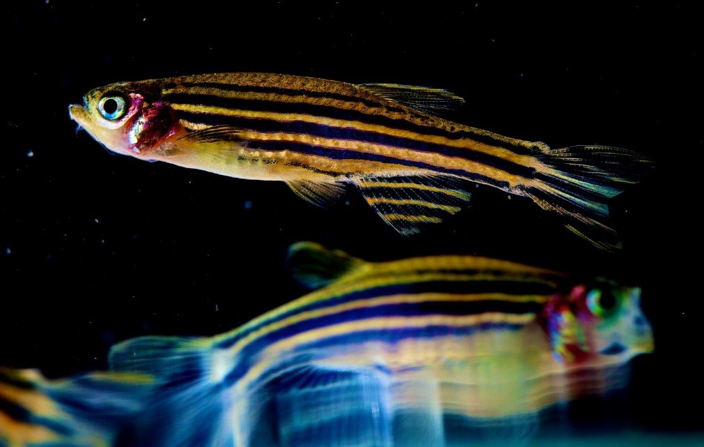 Данио рерио, или рыба-«зебра». © CC BY 2.0/ Uri Manor, NICHD