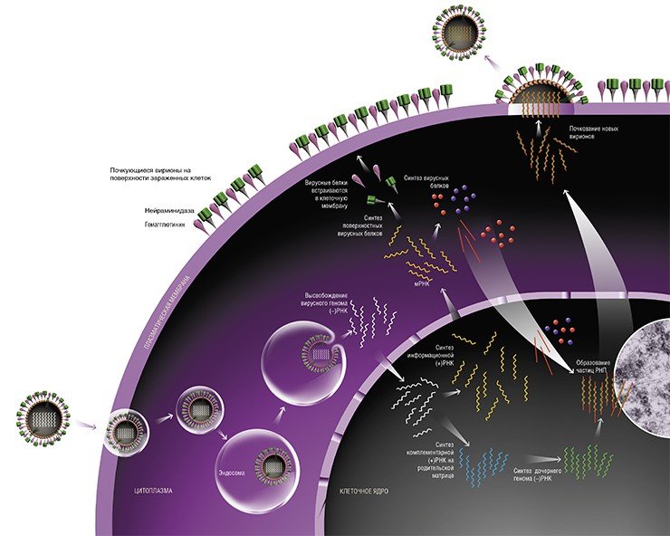 Схема репродукции вируса гриппа в зараженной клетке.Вирус проникает в клетку благодаря механизму эндоцитоза. Вирусная РНК высвобождается и попадает сначала в цитоплазму клетки, а затем в ее ядро.Но эта (–)РНК неспособна сама по себе служить матрицей для синтеза будущего вирусного генома и РНК-матрицы для синтеза вирусных белков. Для этих целей на ней сначала образуются две формы (+)РНК.В цитоплазме на вирусной мРНК происходит синтез мембранных белков будущих вирусов, которые включаются в особые участки плазматической мембраны (липидные рафты). Остальные вирусные белки, также синтезируемые в цитоплазме клетки, транспортируются в клеточное ядро, где объединяются с дочерней вирусной (–)РНК, формируя рибонуклеопротеиновые частицы (РНП). Частицы РНП из ядра продвигаются к плазматической мембране клетки, где и происходит почкование вирусного потомства