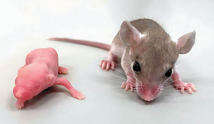 Мышата иглистой мыши, в отличие от детенышей большинства других грызунов, почти сразу после рождения практически готовы к самостоятельной жизни. Для сравнения: однодневные детеныши домовой мыши (слева) и иглистой. Фото автора 