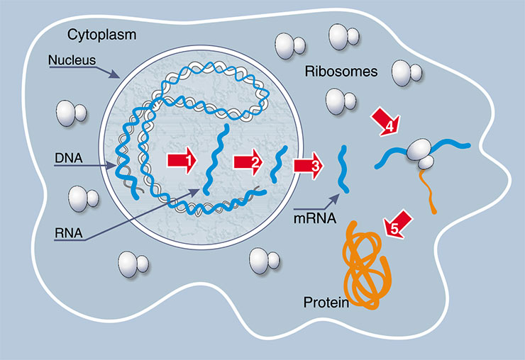 RNA molecules perform the key functions in protein biosynthesis. When a gene is ‘switched on’, the DNA helix locally untwists to allow for synthesis of a RNA copy of the gene encoding the corresponding protein molecule. Upon a series of ‘transformations’, it becomes the messenger RNA, that is, the template for synthesizing the protein. Then, mRNA is transported from the nucleus to the cytoplasm to bind to ribosomes, where the protein is ‘produced’. The protein is synthesized from activated amino acids attached to  specialized transfer RNAs