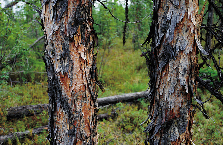 In the harsh ecological and climatic conditions of the permafrost zone, forest stands are usually sparse, leading to the prevalence of ground fires in larch forests. Living tissues in the trunk of the Siberian larch are protected from these fires by a thick bark. The Dahurian larch, which prevails in the permafrost zone, has a much thinner bark (top). In permafrost conditions, the roots of trees are trapped in the narrow surface layer of seasonal thawing. Therefore, the main factor of tree death during ground fires is thermal damage to the root system