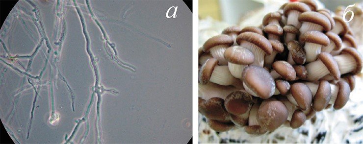 Наиболее надежным способом правильной идентификации вида и штамма гриба при культивировании его в глубинной культуре служит стимуляция плодоношения и появление нормально развитых плодовых тел. На фото – широко культивируемый пищевой и лекарственный гриб вешенка устричная (Pleurotus ostreatus): мицелий в глубинной культуре (а) и плодовые тела, выращенные на подсолнечной лузге (б)