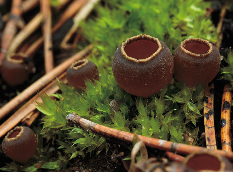 The charcoal loving elf-cup, dwarf acorn cup, or pixie cup (Geopyxis carbonaria) is one of the most ubiquitous carbotrophic fungi. These pretty little brown cups with a white frill on the margin, about half an inch in diameter, usually grow in small groups, but can occasionally form whole carpets of fruitbodies. This species is primarily saprobic, participating in processing the litter and coniferous debris after forest fires, however, it can simultaneously form mycorrhiza with some conifers, including the common spruce (Picea abies). Photo by the author