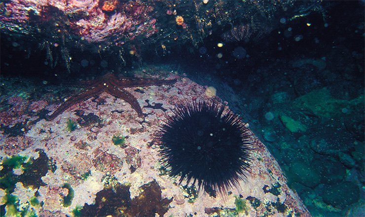 Черный морской еж. Японское море, глубина 10 м