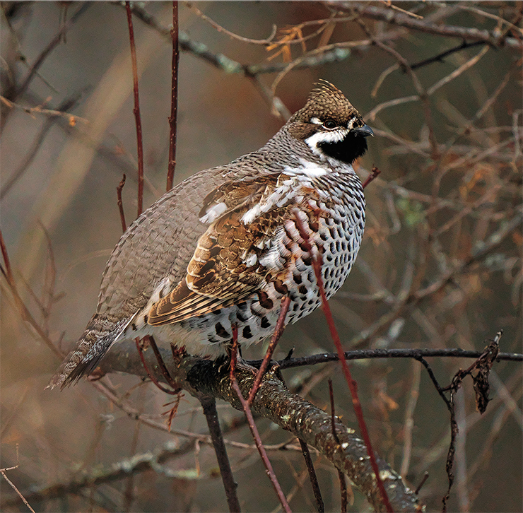The hazel grouse (Tetrastes bonasi) is the smallest grouse species in Russia and a popular game species. In the Great Vasyugan Mire, hazel grouse can be numerous in the forested upper reaches of rivers and in river valleys. Photo: V. Blinova