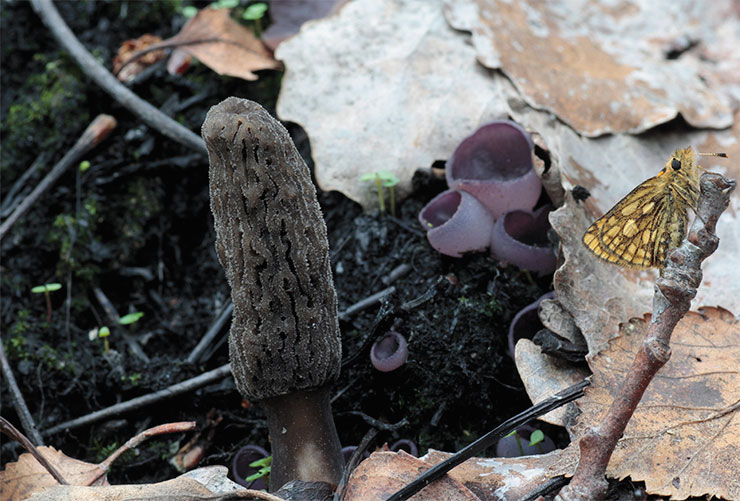 The black-footed morel (Morchella tomentosa) is another burn-site morel species that until recently was known only from collections from the Pacific Northwest of North America. In 2010 and 2011, we collected it on previous year’s burn sites in the Khanty-Mansi Autonomous Okrug; amateur mycologists report it from the Karelian Isthmus in northwestern Russia. The upper, wrinkled spore-bearing part of the mushroom is gray and appears frosted due to abundant thin, long transparent cells on its surface. The lower sterile part (“stem”) appears smoked and velvety – it is covered with tufts of long, sausage-like brownish cells. Photo by the author
