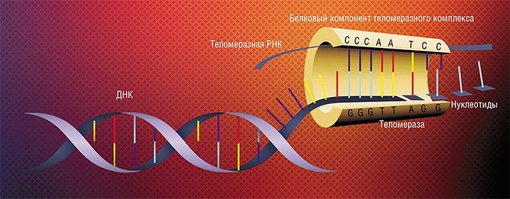 Схема строения теломеразы, фермента, который «пришивает» новые нуклеотиды к укорачивающимся при делении клетки теломерным участкам ДНК. Теломераза содержит короткую молекулу РНК, последовательность которой комплементарна теломерному повтору, и эта РНК используется как матрица для синтеза 3’-конца теломерной ДНК. Достроив один участок, теломераза сдвигается так, чтобы повторить цикл. Вторая цепь ДНК достраивается ДНК-полимеразой в ходе следующего деления клетки