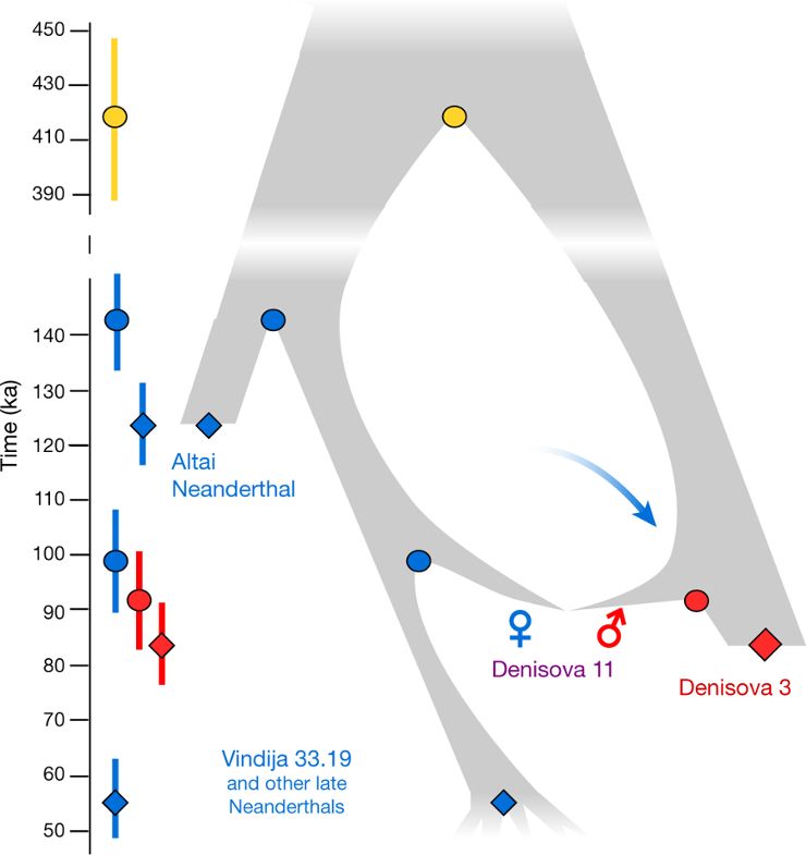 Схема взаимоотношений и генных потоков между неандертальскими (синие маркеры) и денисовскими (красные маркеры) популяциями