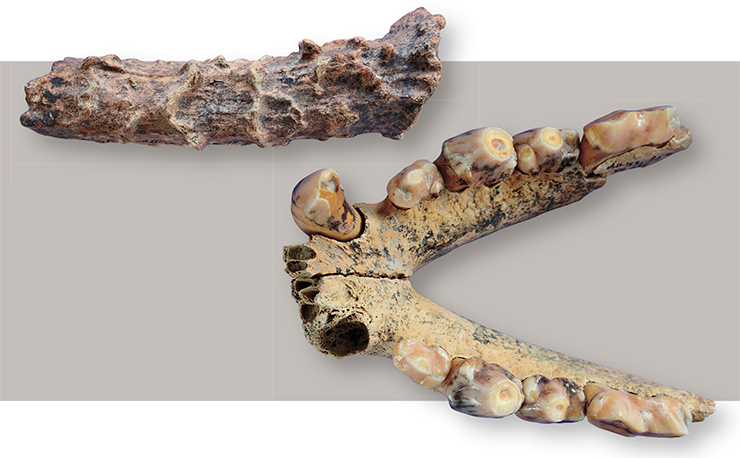 Ископаемые находки из 12-го слоя южной галереи Денисовой пещеры: рог косули (вверху) и нижняя челюсть пещерной гиены (справа). Фото С. Зеленского