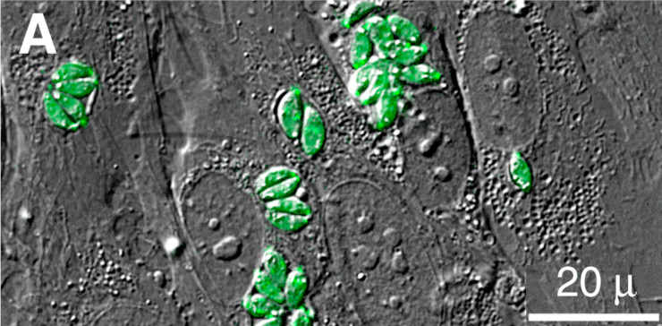Фибробласты человека, инфицированные трансгенными T. gondii, синтезирующими зеленый фосфоресцирующий белок GFP-тубулин. Паразитофорные вакуоли содержат от одного до восьми паразитов