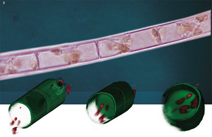 Addition of colchicine to the cell culture of the centric diatom Aulacoseira islandica results in the emergence of fused daughter valves, their silica frustule acquiring the shape of a “microtube” instead of a typical “microbucket”. Photo: 3D image of a normal A. islandica valve (above) and of a valve without its front part (left). Confocal microscopy. a – normal “buckets”, purified silica valves of A. islandica. Scanning electron microscopy; b – live A. islandica colony from a laboratory culture. Light microscopy