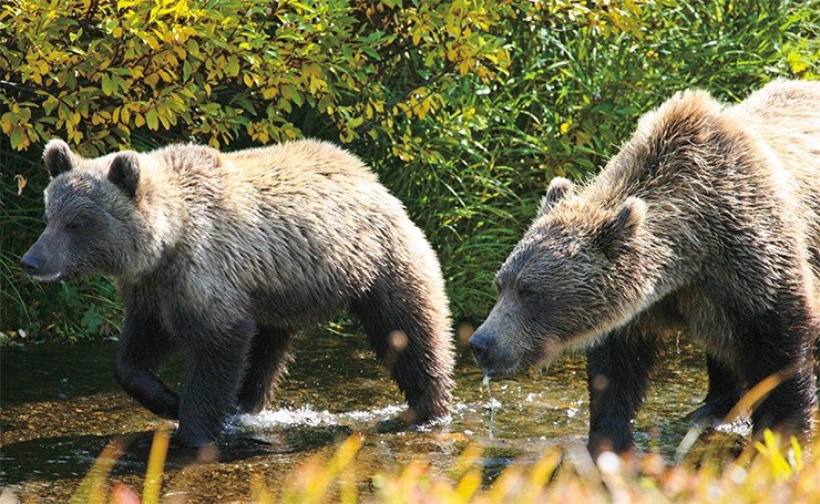 Самые крупные медведи в нашей стране обитают на п-ове Камчатка. Медвежья молодежь находится под неусыпным надзором строгих мамаш, которые всегда настороже