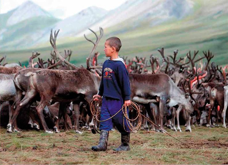 Reindeer breeding is a traditional occupation of the Evens, for whom deer are the main food, labour power and vehicle. The Even children get easily used to the severe conditions of nomadic life. Since their early childhood, they begin to master the complex reindeer-breeding skills “trying on” the role of herdsmen and hunters: at the age of five they can sit steadily in the saddle and learn to catch reindeer with a heavy leather lasso-maut