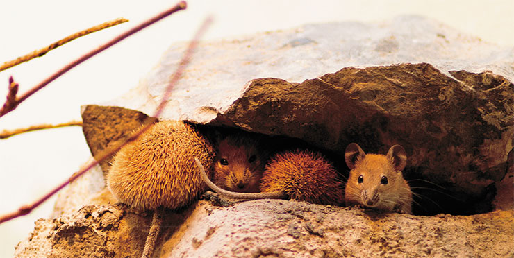 Golden spiny mice (Acomys russatus) at the Frankfurt Zoo (Germany). © CC BY-NC-ND 2.0/ Cloudtail the Snow Leopard