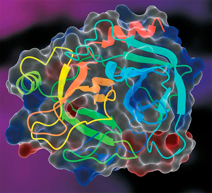 Модель молекулы бычьего фермента трипсина – ближайшего «родственника» химотрипсина. Оба эти фермента синтезируются в поджелудочной железе и способны расщеплять пептиды и белки. © CC BY-SA 4.0/ 0fb1d8