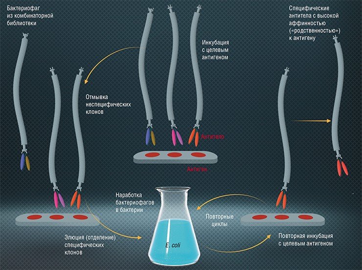 Принципиальная схема процедуры биопеннинга – отбора высокоспецифичных рекомбинантных антител к конкретной мишени-антигену из комбинаторной библиотеки фагового дисплея на основе нитчатых бактерифагов. По: (Тикунова, Морозова, 2009)