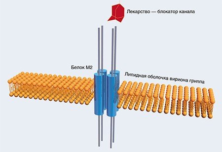 Устройство ионного канала в оболочке вириона гриппа. Тетрамер белка M2 является ионным каналом, который служит насосом протонов и необходим для «раздевания» (разрушения оболочки и выхода наследственного материала) вируса гриппа в инфицированной клетке. Канал специфически блокируется антивирусными лекарствами типа ремантадина (Wright et al., 2001)