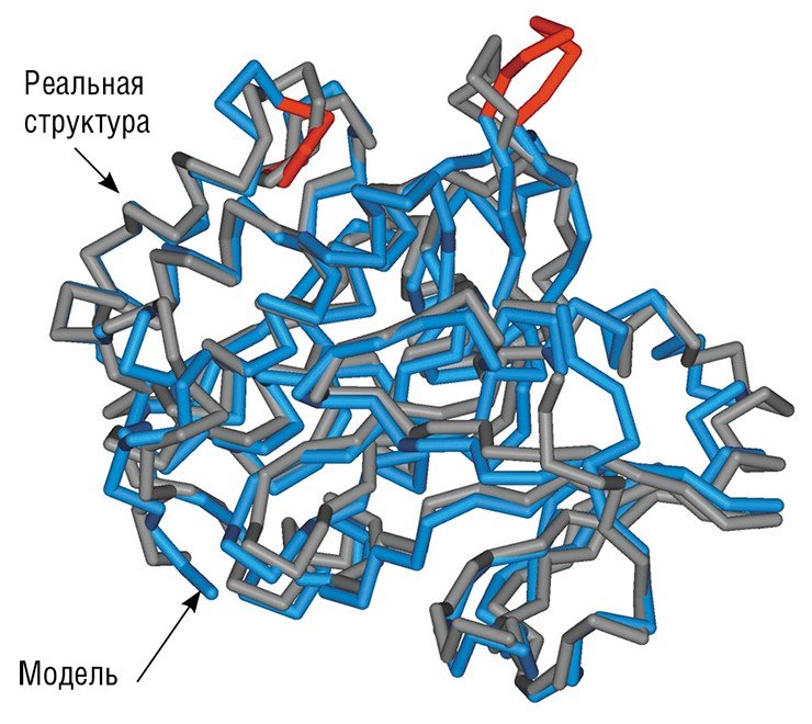 Модель пространственной структуры белка протеин-киназы PDK1 человека, полученная методом реконструкции «по гомологии», очень схожа с его реальной структурой, оцененной методом рентгеноструктурного анализа. Красным цветом показаны участки модели с наибольшими отклонениями от кристаллографической структуры