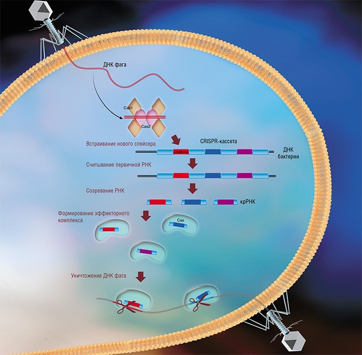 При формировании адаптивного иммунитета бактерий бактериальные белки Cas1 и Cas2 встраивают фрагменты вирусной ДНК в качестве спейсеров в CRISPR-кассету, в которой соседние спейсеры отделены друг от друга повторами ДНК (Nuñez et al., 2014, 2015a, b). CRISPR-кассета транскрибируется с образованием длинной некодирующей РНК. Специальные белки Cas, а также, в некоторых случаях, другие белки бактерии нарезают эту РНК на короткие криспрРНК (крРНК), каждая из которых содержит один спейсер и часть повтора. В ходе интерференции белки Cas вместе с крРНК образуют эффекторный комплекс, который сканирует ДНК клетки в поисках последовательностей, соответствующих спейсеру крРНК, и разрезает их (Westra et al., 2012; Jinek et al., 2012)