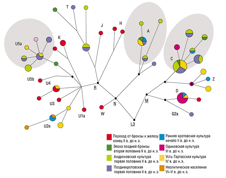 Схематическое изображение филогенетического дерева митохондриальной ДНК представителей населения Барабы различных периодов эпохи бронзы. Кругами обозначены отдельные структурные варианты мтДНК (размер круга пропорционален численности обнаруженных индивидов – носителей данного структурного варианта мтДНК). Контурами выделены группы мтДНК, маркирующие генетическую преемственность между разновременными популяциями