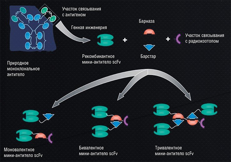 Пример конструирования мини-антител для адресной доставки радиоизотопов с разной эффективностью связывания с клеткой-мишенью и разным молекулярным весом