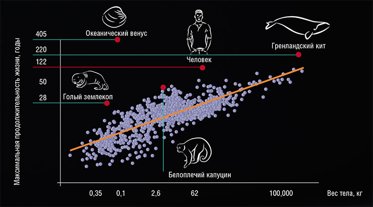 Продолжительность жизни животного зависит от веса его тела: крупные особи живут дольше. Но и здесь есть исключения, в том числе среди позвоночных: некоторые виды живут дольше, чем ожидалось, включая человека. По: (AnAge Database; de Magalhaes et al.)